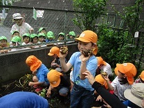 写真：じゃがいもほり2