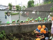 写真：じゃがいもほり3