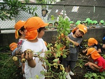 写真：じゃがいもほり7