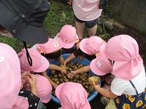 写真：じゃがいもほり9