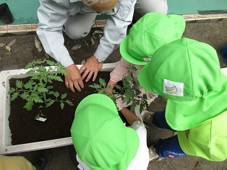 写真：4歳児がプランターにトマトの苗を植えている様子