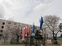 写真:こいのぼりが泳ぐ様子