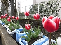 写真:園庭のチューリップ