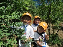 写真：ブルーベリーつみ3