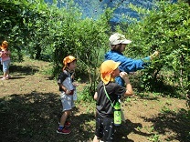 写真：ブルーベリーつみ4