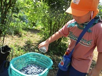 写真：ブルーベリーつみ5