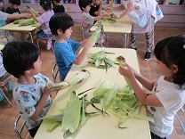 写真：トウモロコシの皮むき2