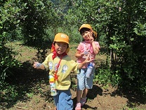 写真：ブルーベリーつみ13