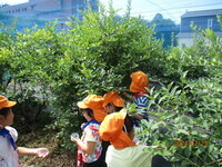 ブルーベリーをつみとっている様子の写真