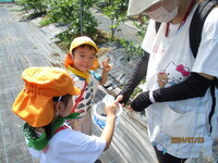 ブルーベリーつみとりの様子の写真