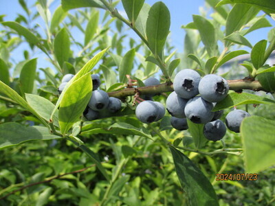 ブルーベリーの写真