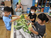 5歳児がとうもろこしの皮をむいている様子の写真