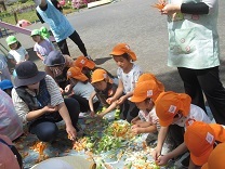 らいおん組の子ども達が野菜をちぎる様子の写真