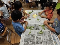 写真:グリーンピースのさやむきの様子