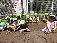 写真:年長児が苗に土をかけているところ