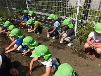 写真:芋苗の様子