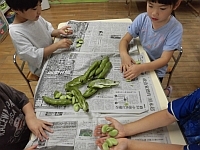写真:そら豆を観察しているところ