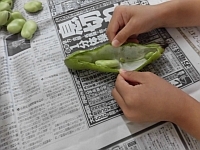 写真:大きなそら豆が出てきたところ