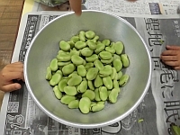写真:さやむきをしたそら豆