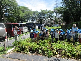 5歳児らいおん組が畑でじゃがいもを掘ろうとしている様子の写真