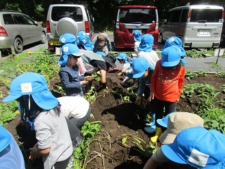 5歳児らいおん組が畑でじゃがいも掘りをしている様子の写真