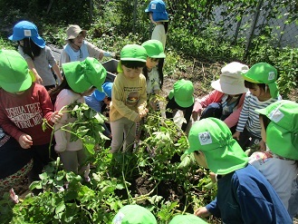 4歳児ぱんだ組が畑でじゃがいも掘りをしている様子の写真