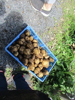 収穫したじゃがいもの写真