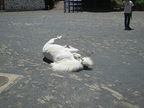 園庭で寝転がり砂浴びをして楽しむダンディの様子の写真