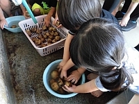 写真:じゃがいもを洗う様子