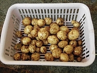 写真:洗ったじゃがいも