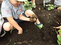 写真:掘り出している様子