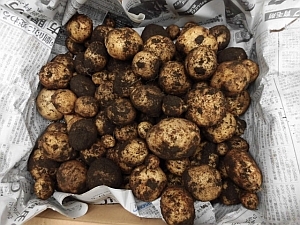 写真:収穫したじゃがいも