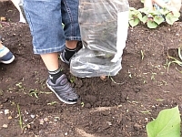 写真:米袋から収穫するところ