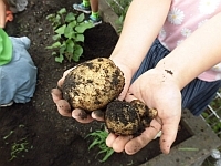 写真:収穫したばかりのじゃがいも