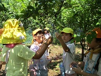 ブルーベリーつみをする子どもたち