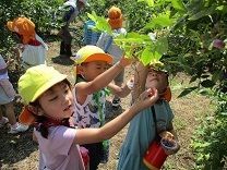 ブルーベリーつみをする子どもたち