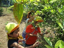 ブルーベリーつみをする子どもたち