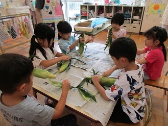 5歳児クラスがとうもろこしの皮をむいている様子の写真