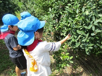 5歳児がブルーベリー摘みをしている様子の写真