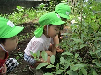 写真：ブルーベリー1