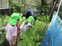 写真：ブルーベリー2