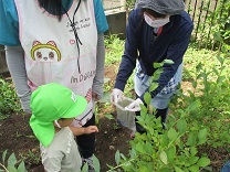 写真：ブルーベリー5