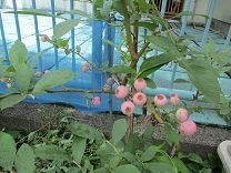 写真：ブルーベリー6