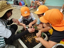 写真：菊苗植え2