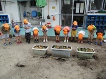 写真：菊苗植え3