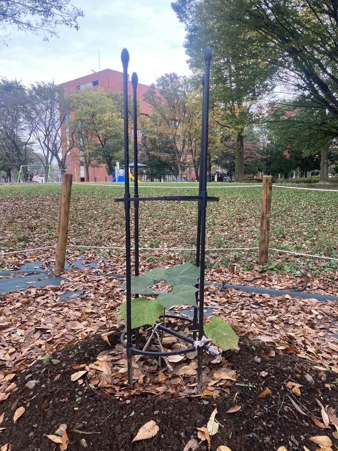 写真:アオギリ2カ月