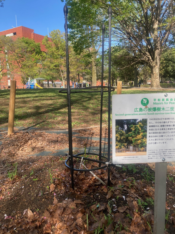 写真:アオギリ植樹から7カ月目。令和6年9月8日植樹時13cmから、令和7年4月15日時点で19cmになりました。