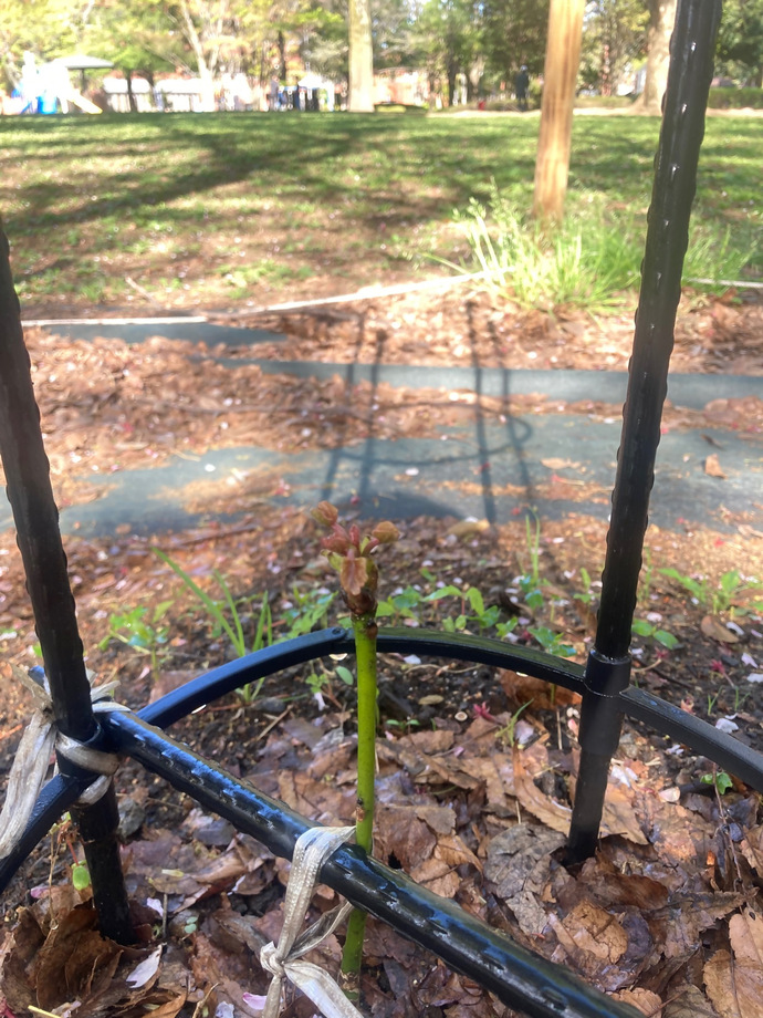 写真:アオギリ葉っぱ