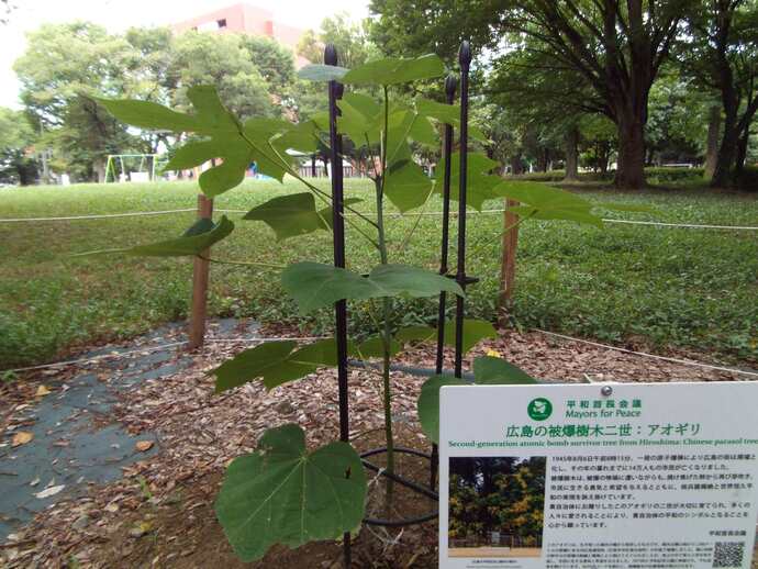 写真:アオギリ8月15日