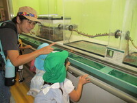 昆虫園でありを見ている様子の写真